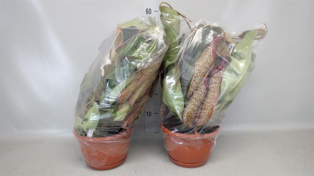 Горшечные цветы и растения оптом Nepenthes ... от 1шт из Голландии с доставкой по России Горшечные цветы и растения оптом Nepenthes ... от 1шт из Голландии с доставкой по России