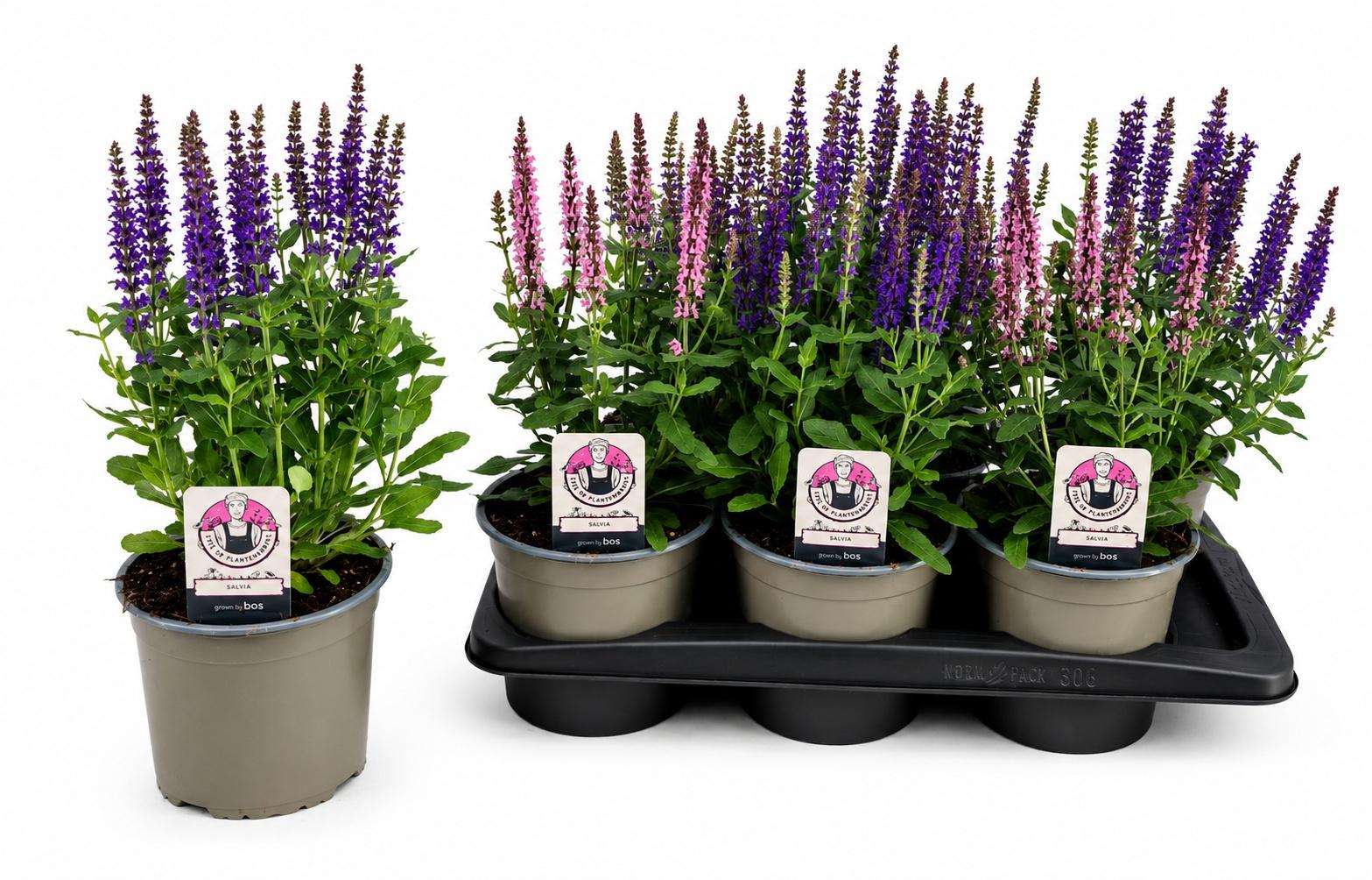 Горшечные цветы и растения оптом Salvia Ne Ov от 6шт из Голландии с доставкой по России Горшечные цветы и растения оптом Salvia Ne Ov от 6шт из Голландии с доставкой по России
