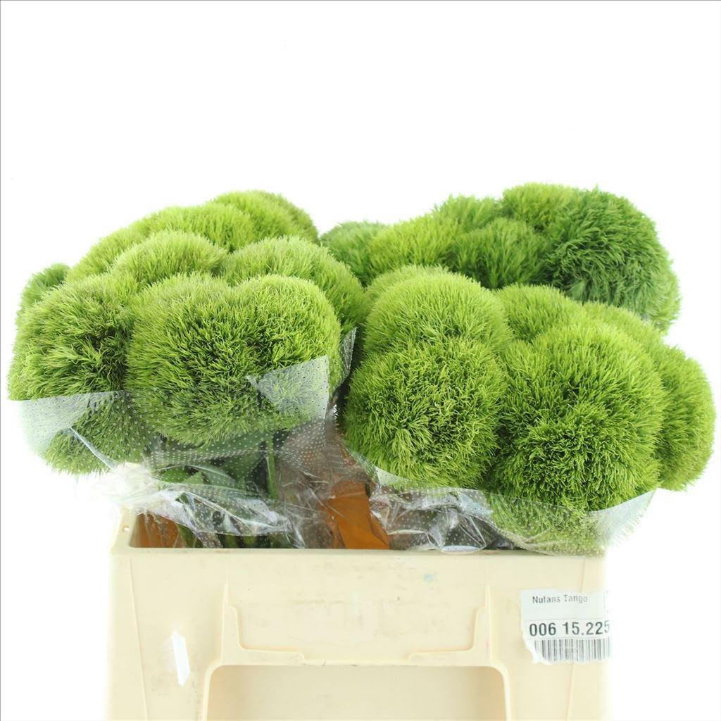 Срезанные цветы оптом Dianthus br kiwi mellow от 40шт из Голландии с доставкой по России