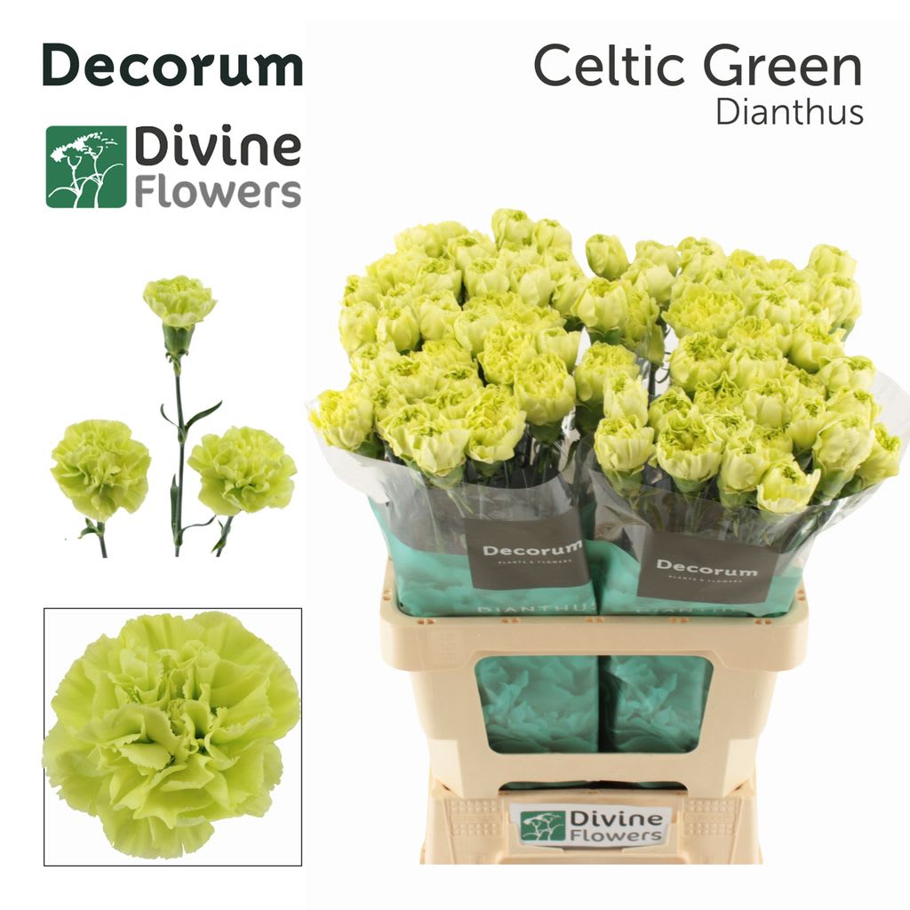 Срезанные цветы оптом Dianthus st celtic green от 80шт. из Голландии с доставкой по России