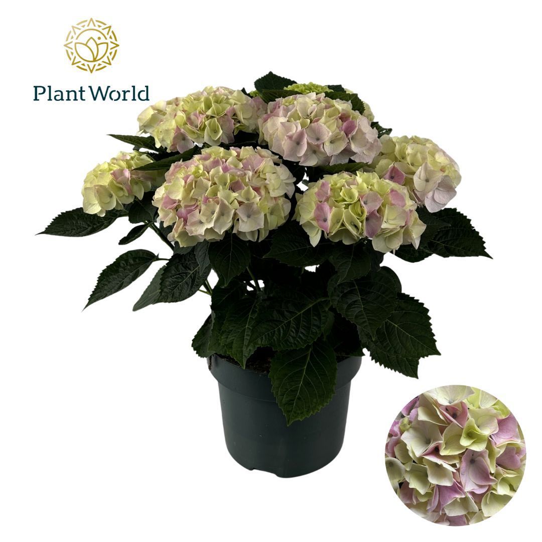 Горшечные цветы и растения оптом Hydrangea Bol Hi Diamond (specialty) от 1шт из Голландии с доставкой по России