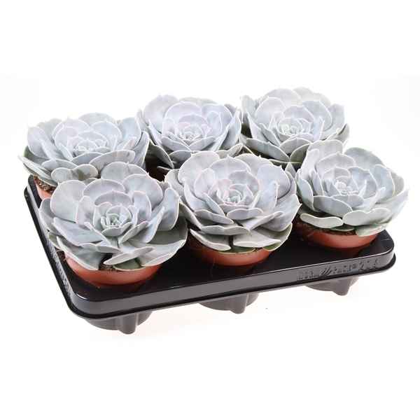 Горшечные цветы и растения оптом Echeveria Pollux от 6шт из Голландии с доставкой по России