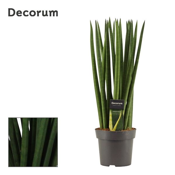 Горшечные цветы и растения оптом Sansevieria Cylindrica Spaghetti (decorum) от 7шт из Голландии с доставкой по России