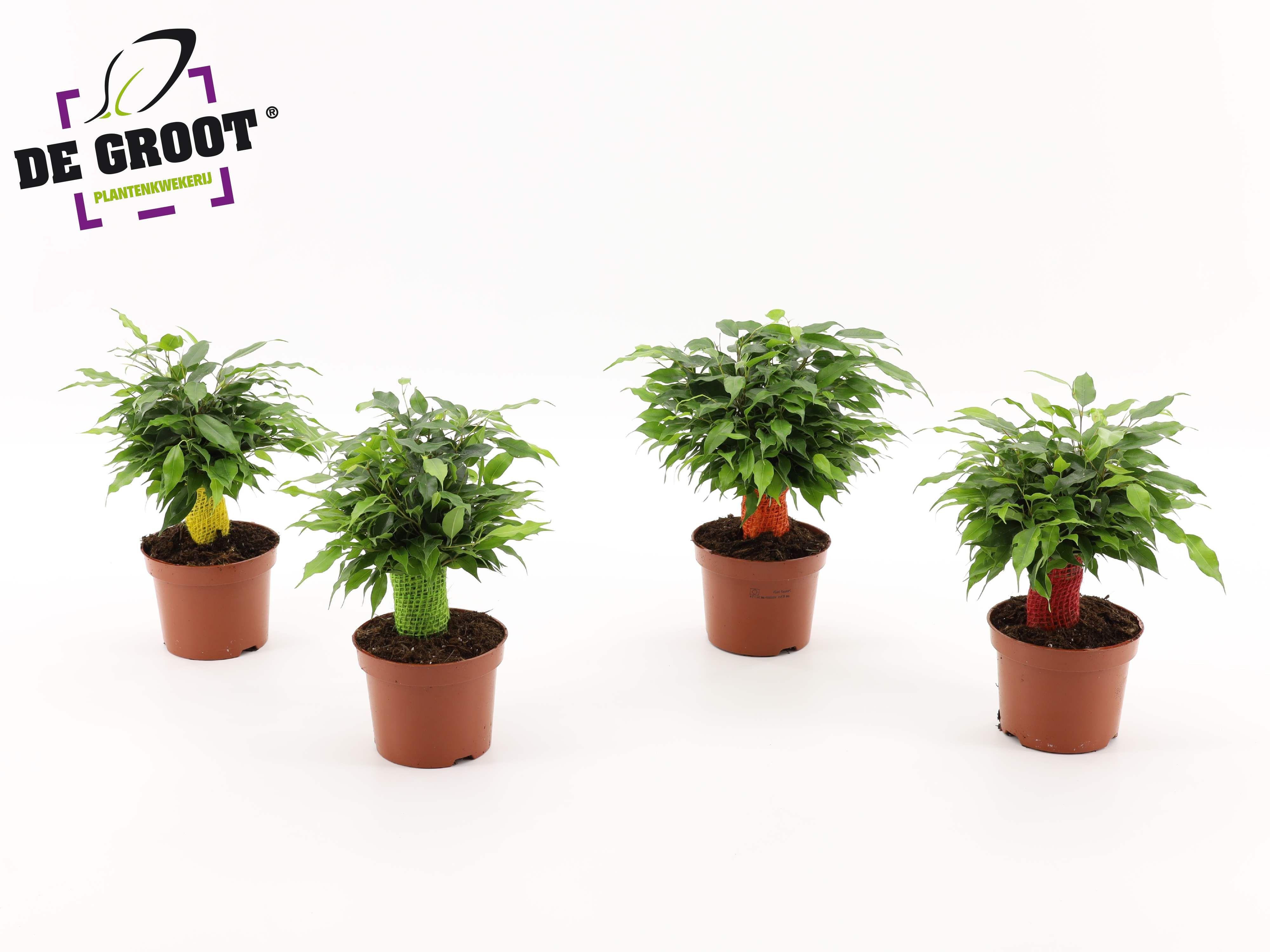 Горшечные цветы и растения оптом Ficus Be Green Kinky Jute Color от 10шт из Голландии с доставкой по России