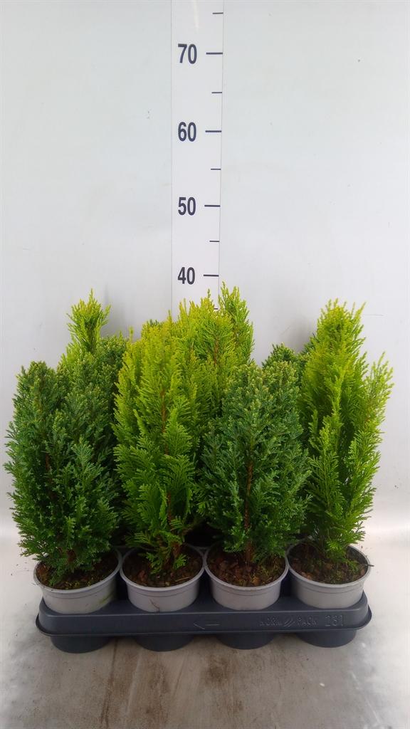 Горшечные цветы и растения оптом Conifers   ...mix от 11шт из Голландии с доставкой по России