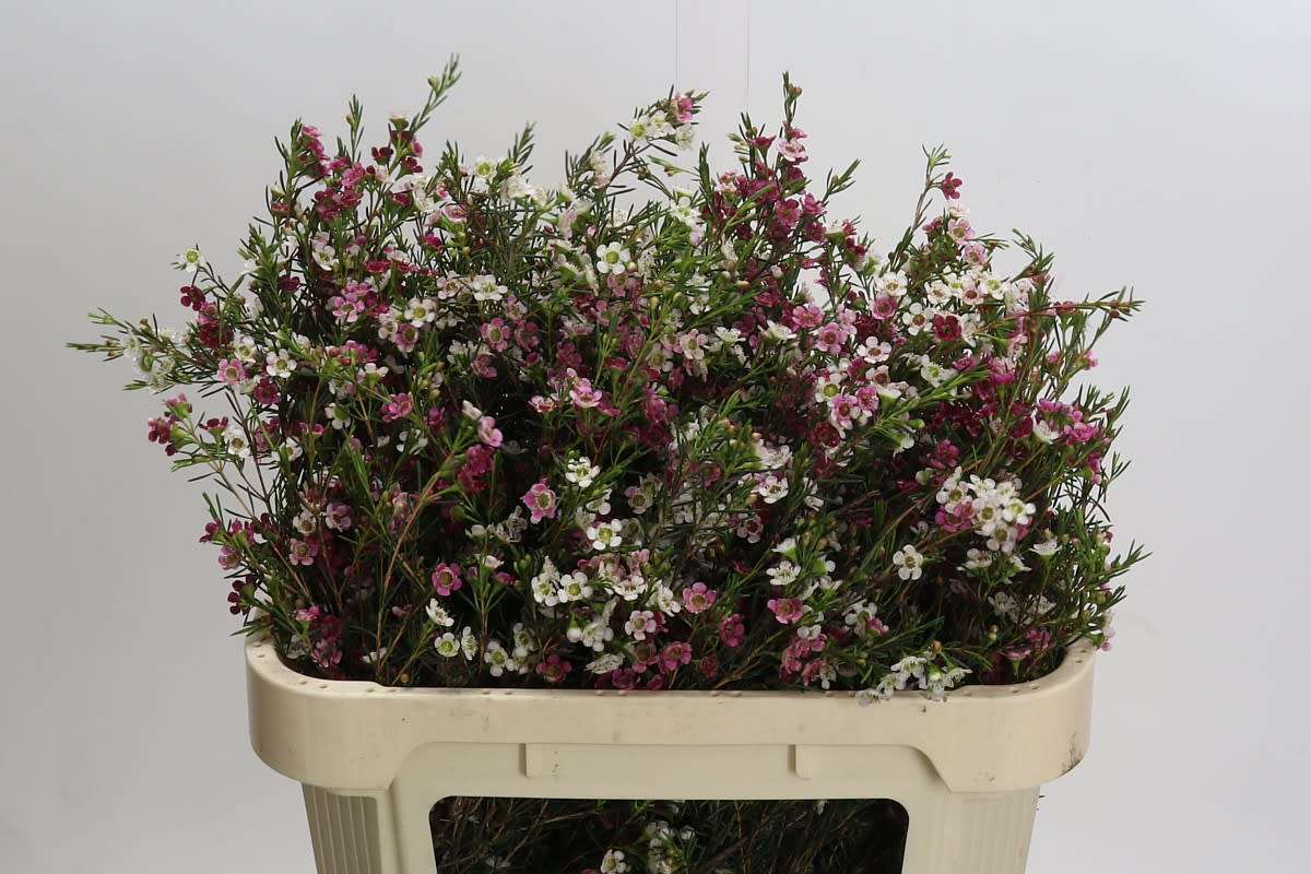 Срезанные цветы оптом Chamelaucium dual star от 50шт из Голландии с доставкой по России