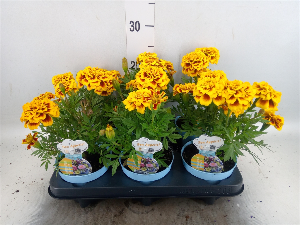 Горшечные цветы и растения оптом Tagetes Patula   ... от 6шт из Голландии с доставкой по России