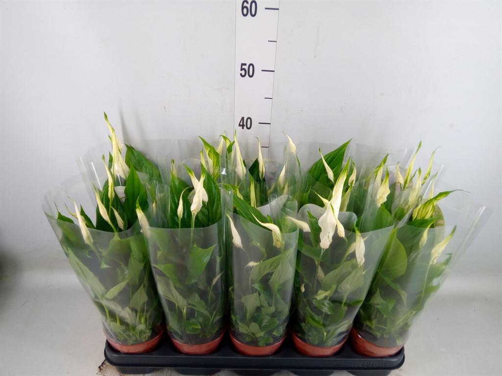 Горшечные цветы и растения оптом Spat Bellini 8+ от 10шт из Голландии с доставкой по России