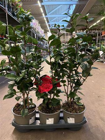 Горшечные цветы и растения оптом Came Japonica 10+ от 3шт из Голландии с доставкой по России