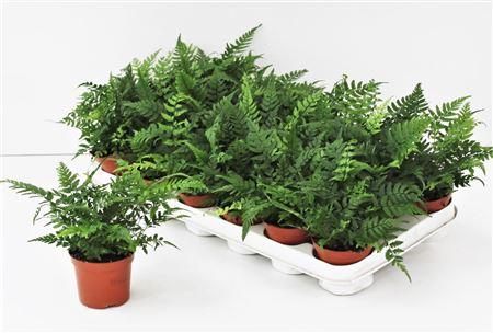 Горшечные цветы и растения оптом Athyrium Ov от 18шт (для телеги) из Голландии с доставкой по России