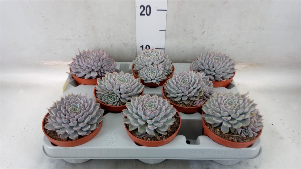 Горшечные цветы и растения оптом Echeveria Cuspidata от 8шт из Голландии с доставкой по России