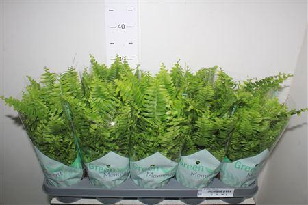 Горшечные цветы и растения оптом Nephr Ex Green Momen от 10шт из Голландии с доставкой по России