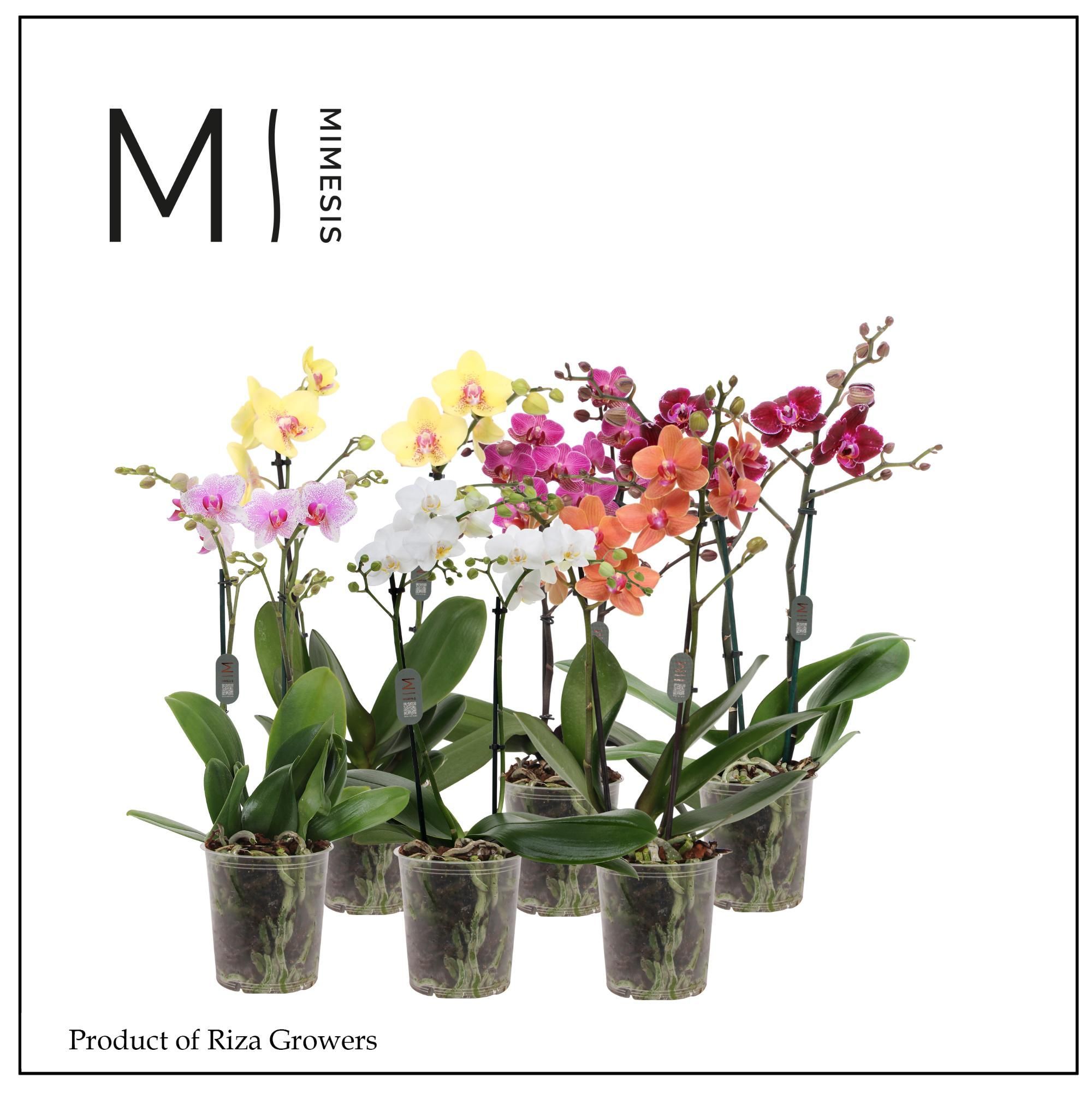 Горшечные цветы и растения оптом Phal 2st Multi Mix 22+ (orchid Growers) от 10шт из Голландии с доставкой по России