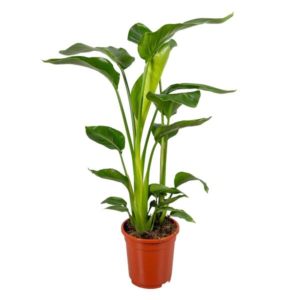 Горшечные цветы и растения оптом Strelitzia Nicolai 2pp от 6шт из Голландии с доставкой по России