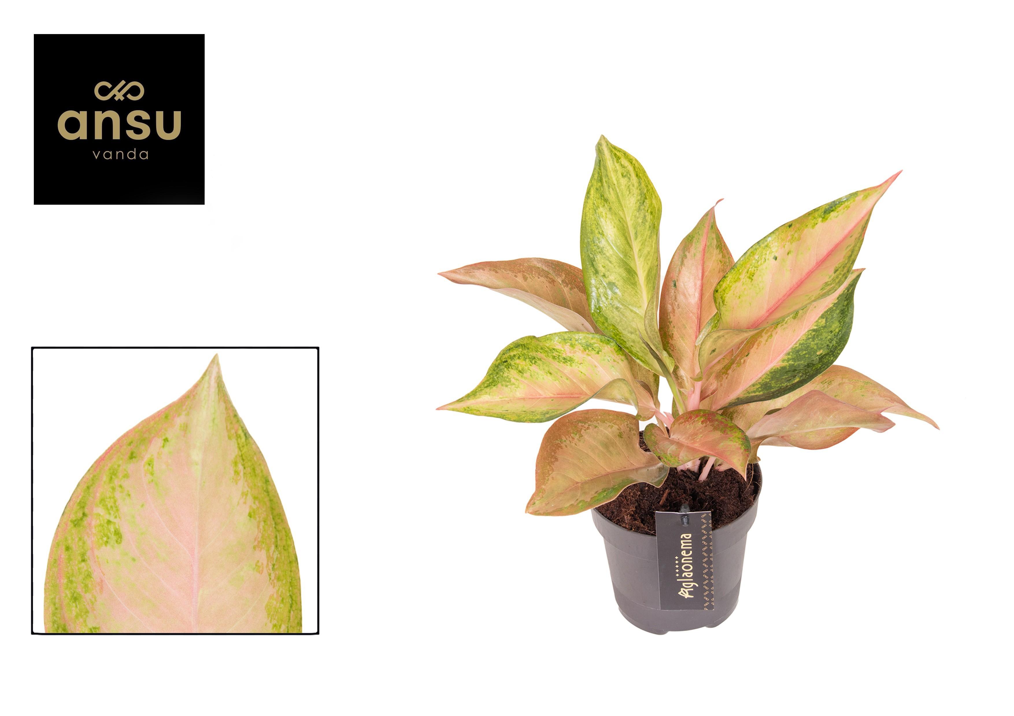 Горшечные цветы и растения оптом Aglaonema Guave Pink от 6шт из Голландии с доставкой по России