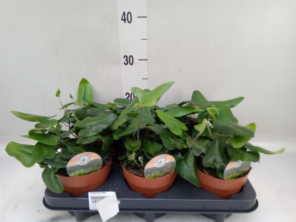 Горшечные цветы и растения оптом Hemionitis Arifolia от 6шт из Голландии с доставкой по России