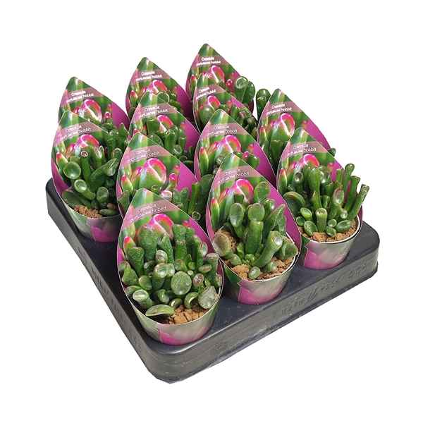 Горшечные цветы и растения оптом Crassula Portulacea Hobbit Potcover от 12шт из Голландии с доставкой по России