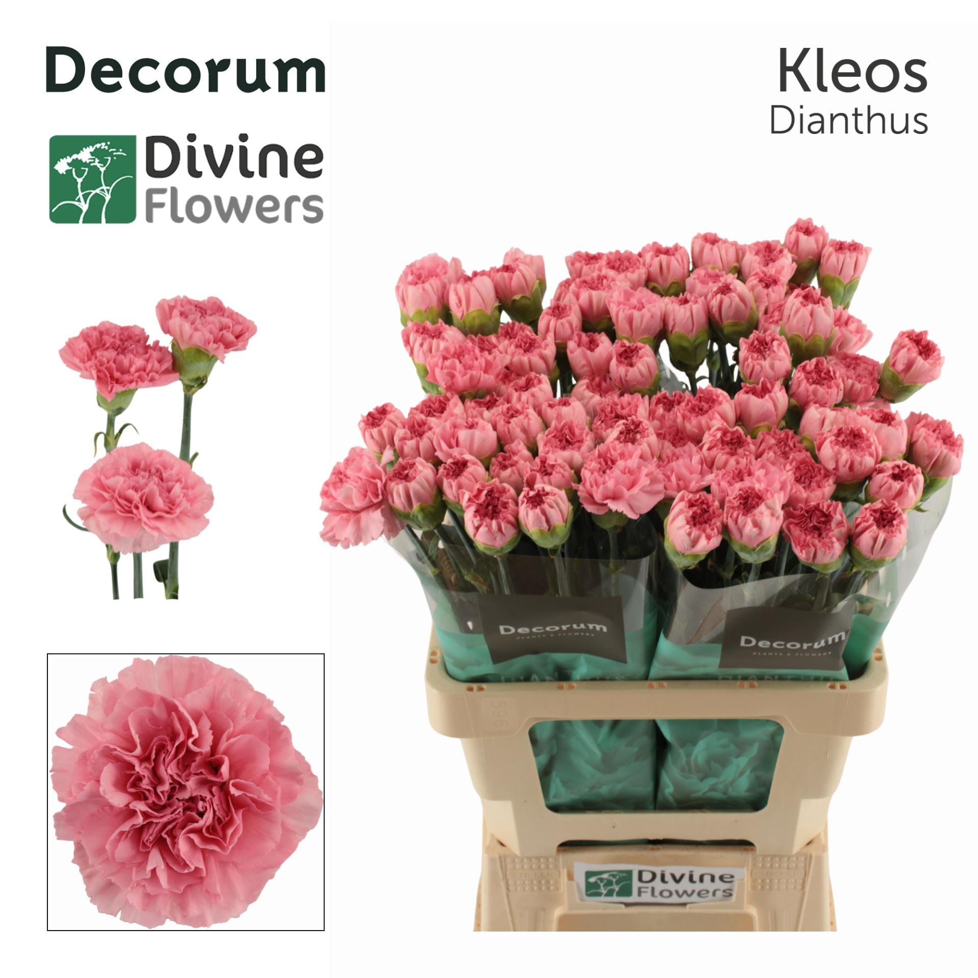Срезанные цветы оптом Dianthus st kleos от 80шт из Голландии с доставкой по России