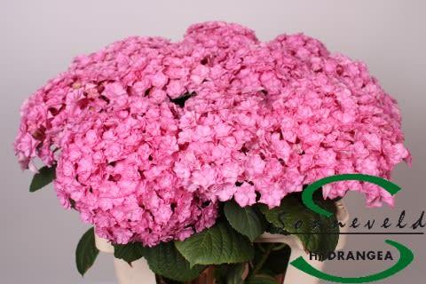 Срезанные цветы оптом Hydrangea beautensia luxor от 10шт из Голландии с доставкой по России