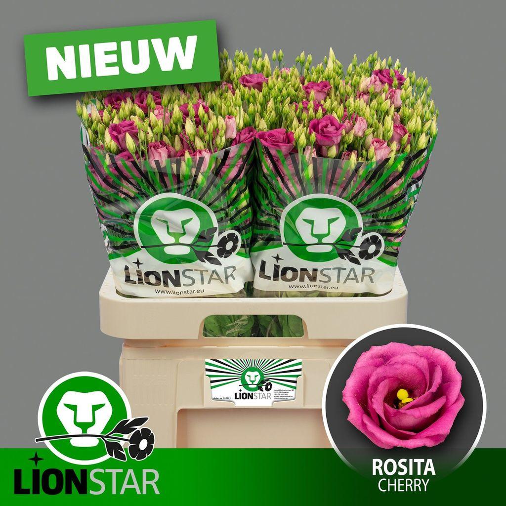 Срезанные цветы оптом Lisianthus do rosita cherry от 40шт из Голландии с доставкой по России