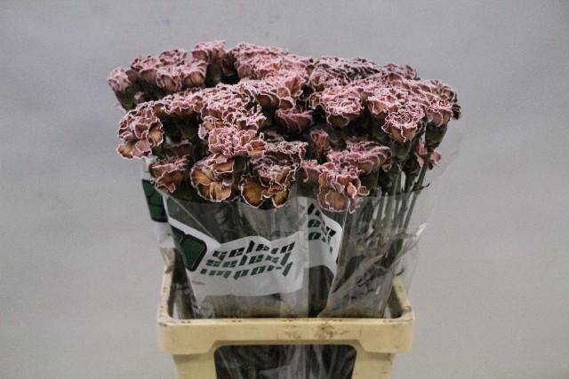 Срезанные цветы оптом Dianthus st paint molly brown от 80шт из Голландии с доставкой по России