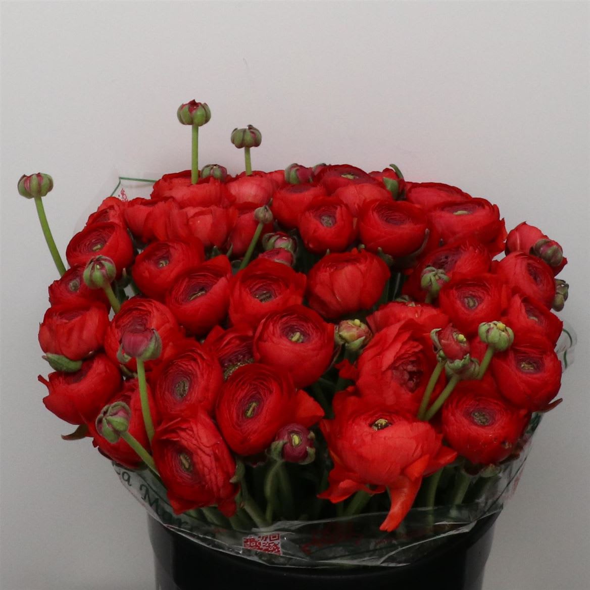 Срезанные цветы оптом Ranunculus success rosado от 50шт из Голландии с доставкой по России