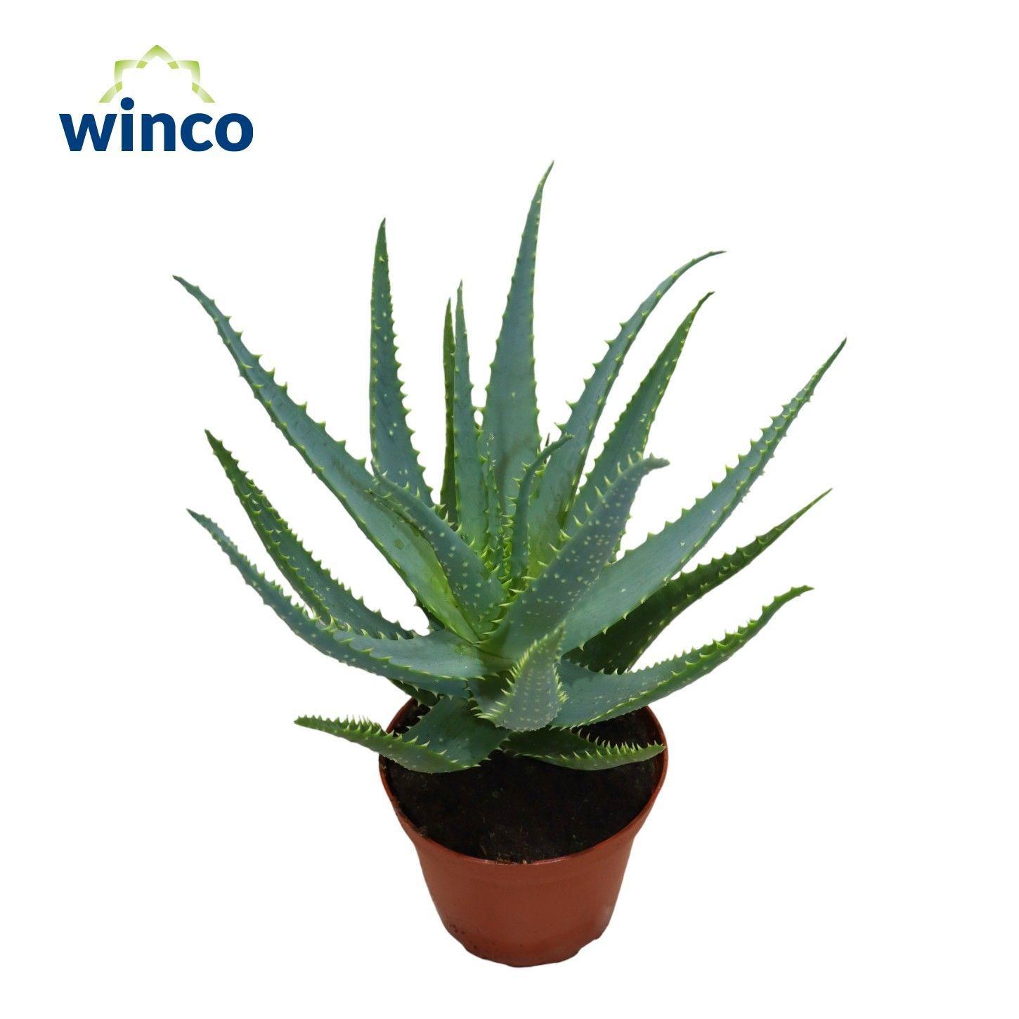 Горшечные цветы и растения оптом Aloe Arborescens от 8шт из Голландии с доставкой по России