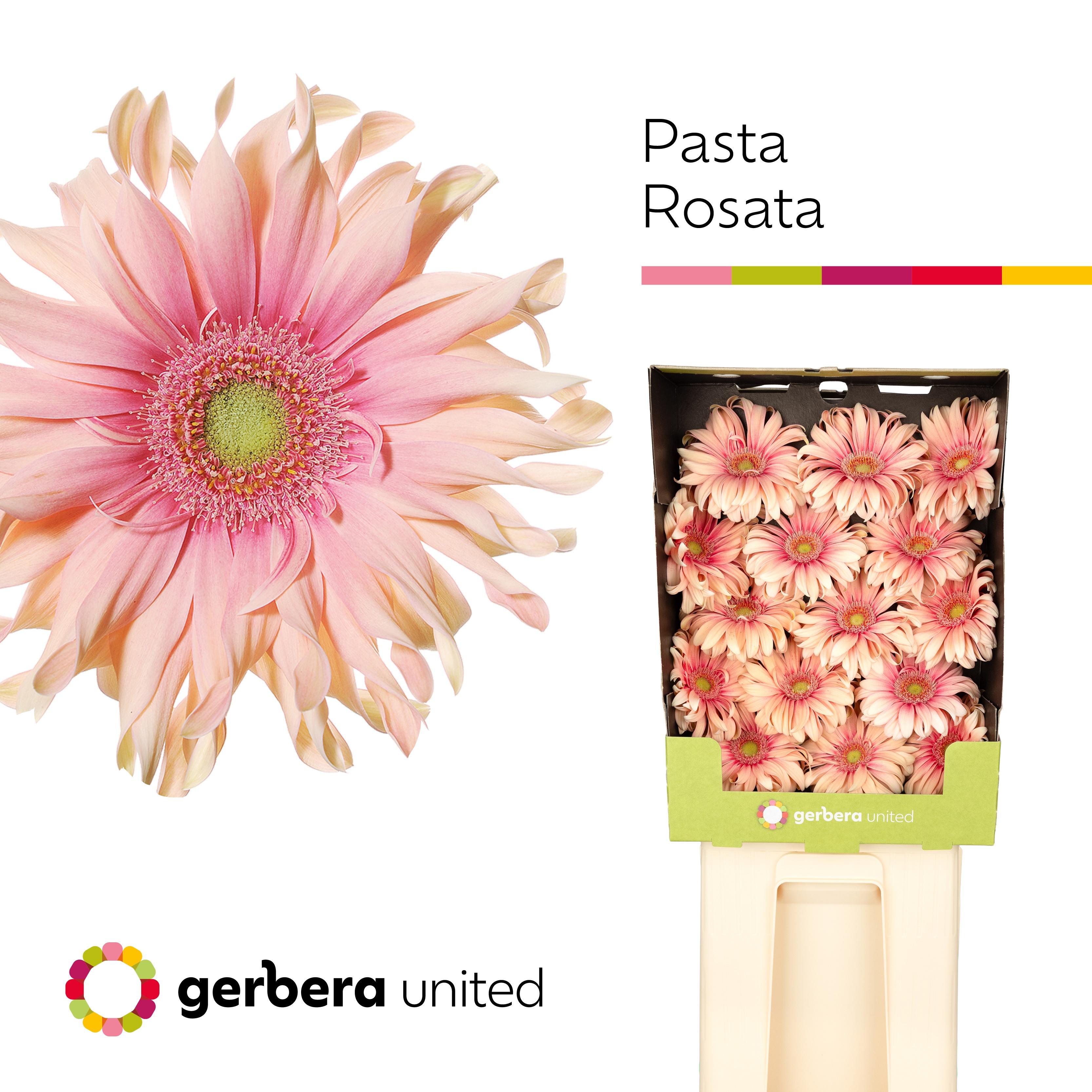 Срезанные цветы оптом Gerbera diamond pasta rosata от 15шт из Голландии с доставкой по России