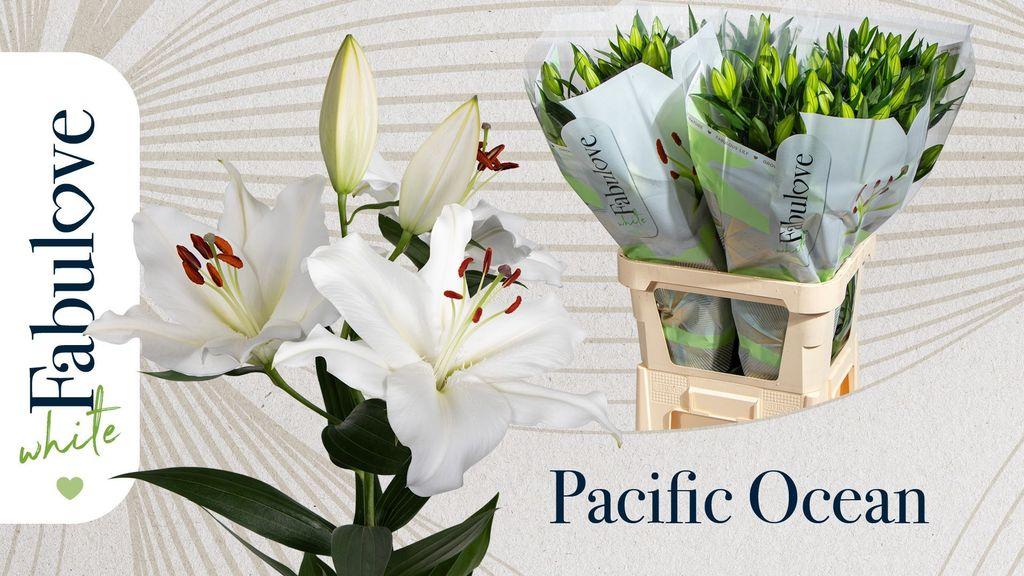Срезанные цветы оптом Lilium or pacific ocean от 40шт.. из Голландии с доставкой по России