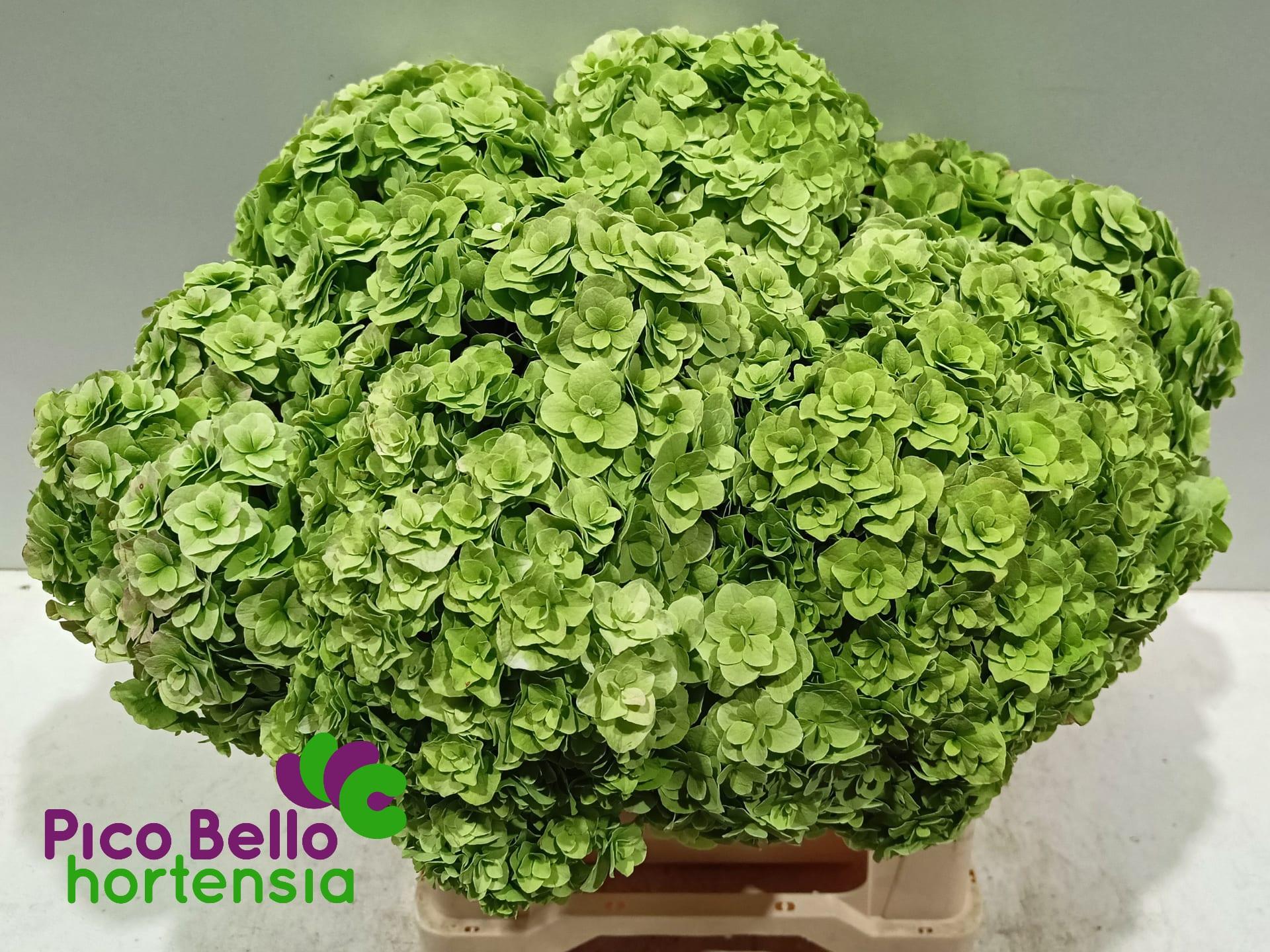 Срезанные цветы оптом Hydrangea royal higness (classic) от 10шт из Голландии с доставкой по России