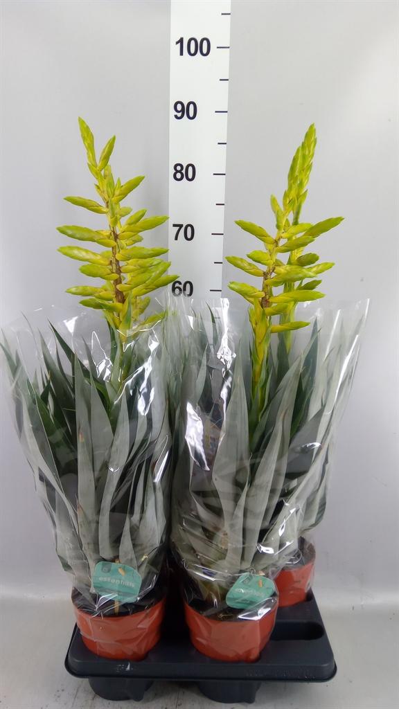 Горшечные цветы и растения оптом Tillandsia Oerstediana от 4шт из Голландии с доставкой по России