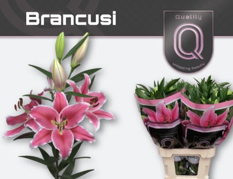 Срезанные цветы оптом Lilium or brancusi от 40шт из Голландии с доставкой по России
