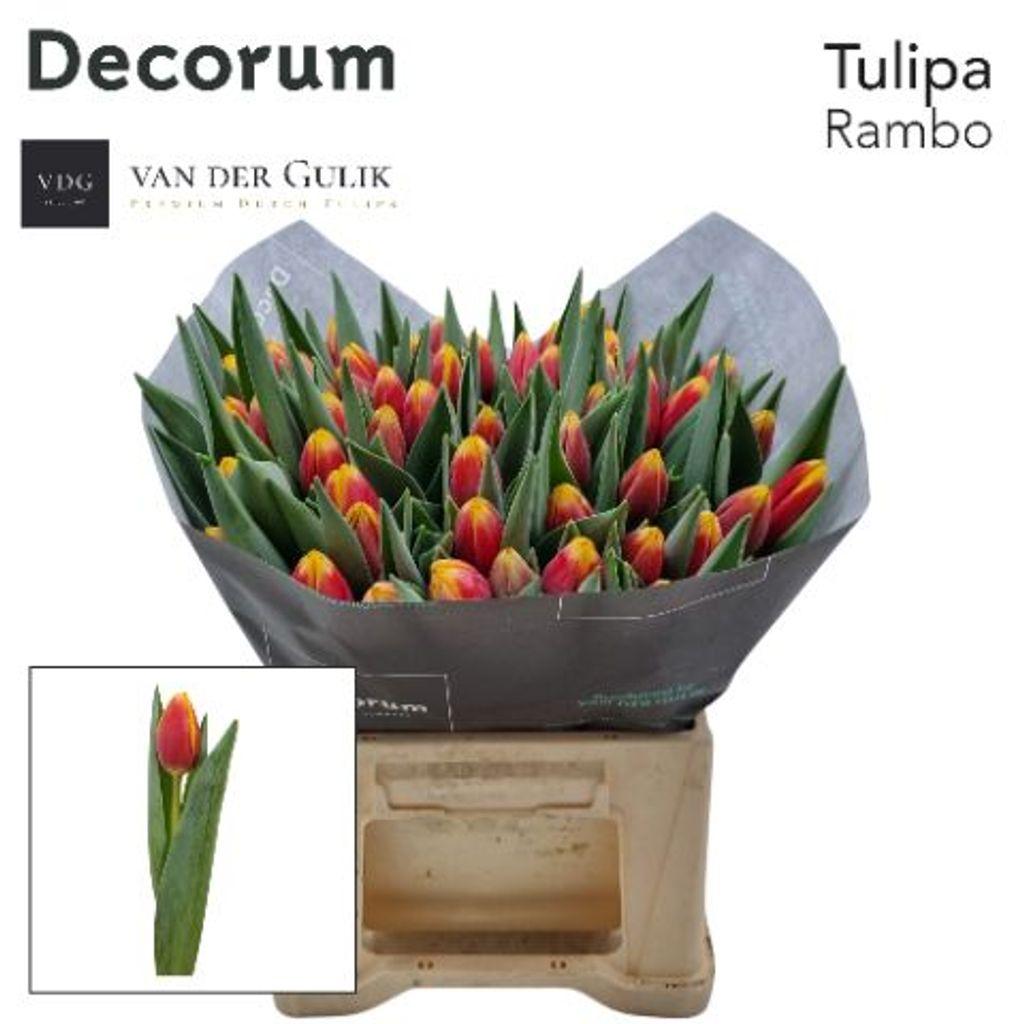 Срезанные цветы оптом Tulipa si rambo от 50шт из Голландии с доставкой по России