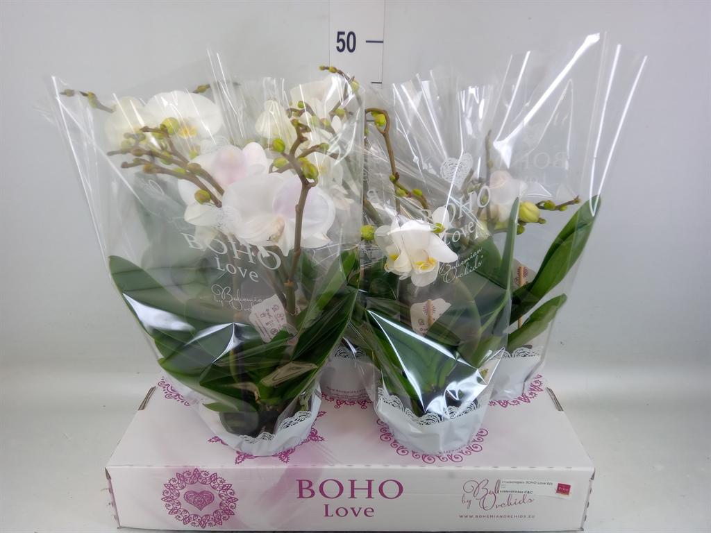 Горшечные цветы и растения оптом Phalaenopsis   ...white от 5шт из Голландии с доставкой по России