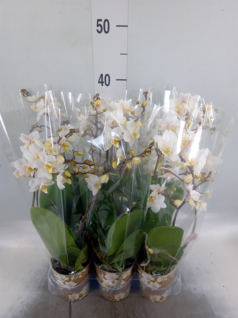Горшечные цветы и растения оптом Phalaenopsis Multi.   ...white от 6шт (для телеги) из Голландии с доставкой по России