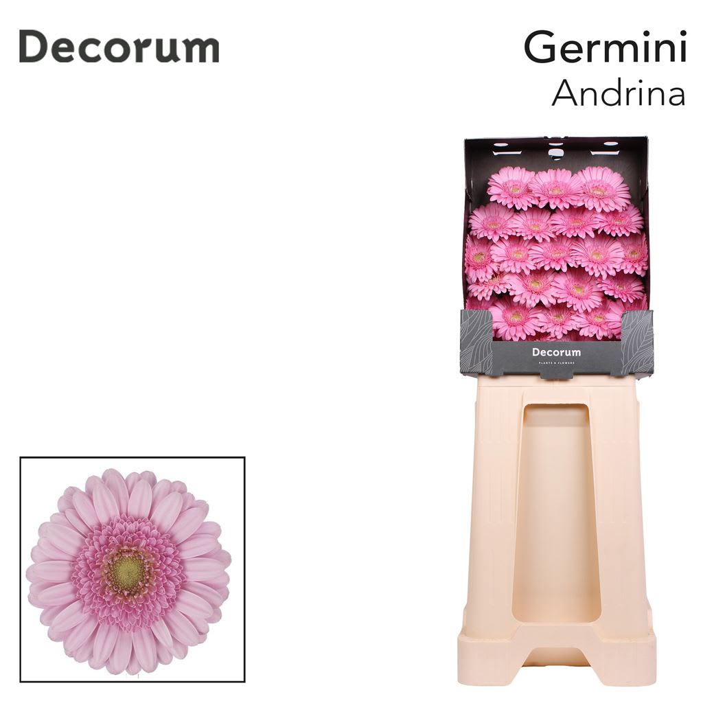 Срезанные цветы оптом Germini diamond andrina+ от 75шт из Голландии с доставкой по России