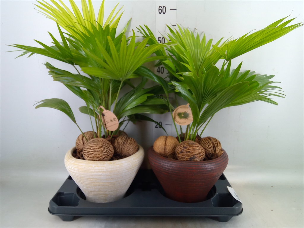 Горшечные цветы и растения оптом Livistona Rotundifolia от 2шт из Голландии с доставкой по России