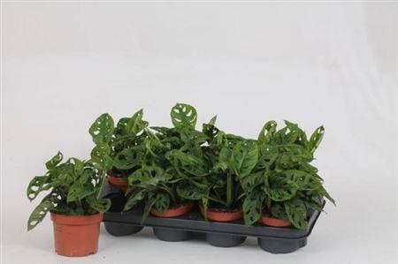 Горшечные цветы и растения оптом Monstera Adansonii от 8шт из Голландии с доставкой по России