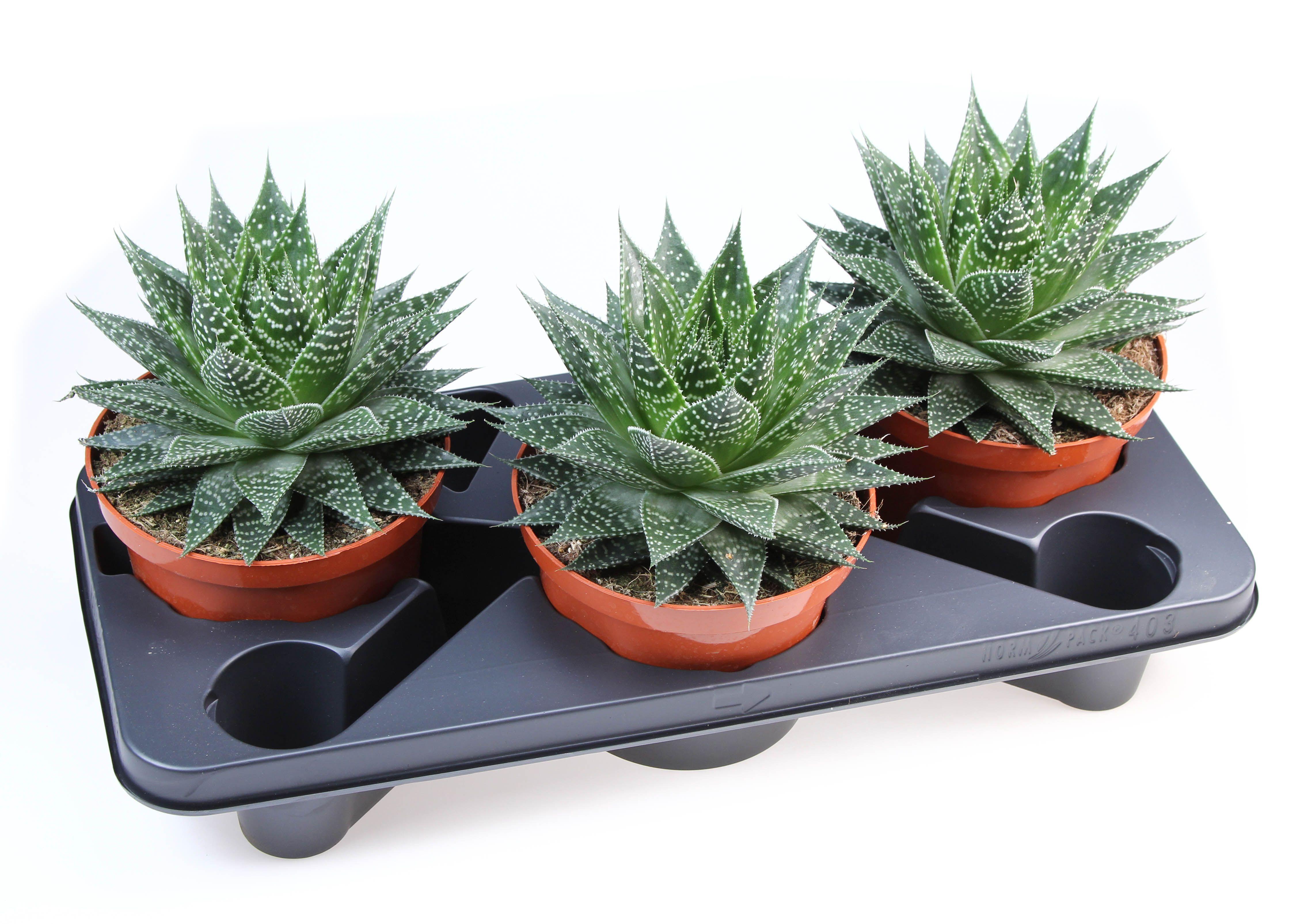 Горшечные цветы и растения оптом Gasteria Aurora от 3шт из Голландии с доставкой по России