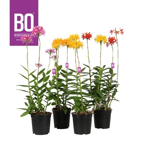 Горшечные цветы и растения оптом Epidendrum Mix 4 Stars от 4шт из Голландии с доставкой по России