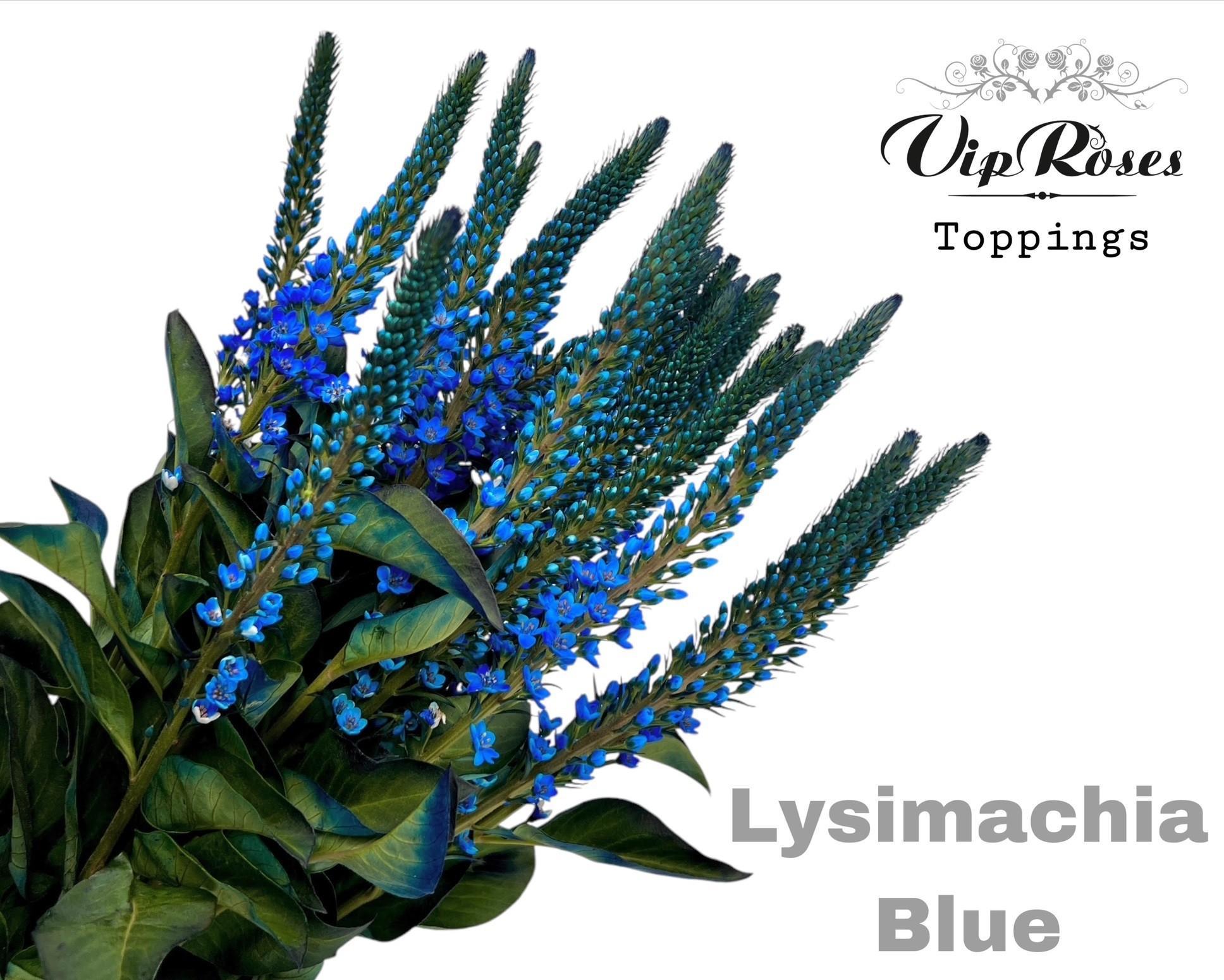 Срезанные цветы оптом Lysimachia paint blue от 50шт из Голландии с доставкой по России
