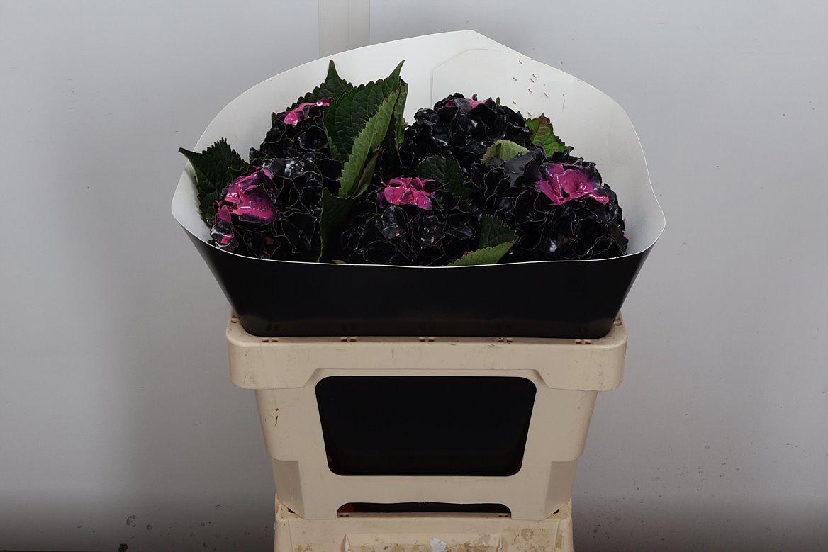 Срезанные цветы оптом Hydrangea paint wax black beauty от 5шт из Голландии с доставкой по России