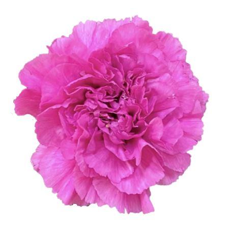 Срезанные цветы оптом Dianthus st farida от 80шт.. из Голландии с доставкой по России