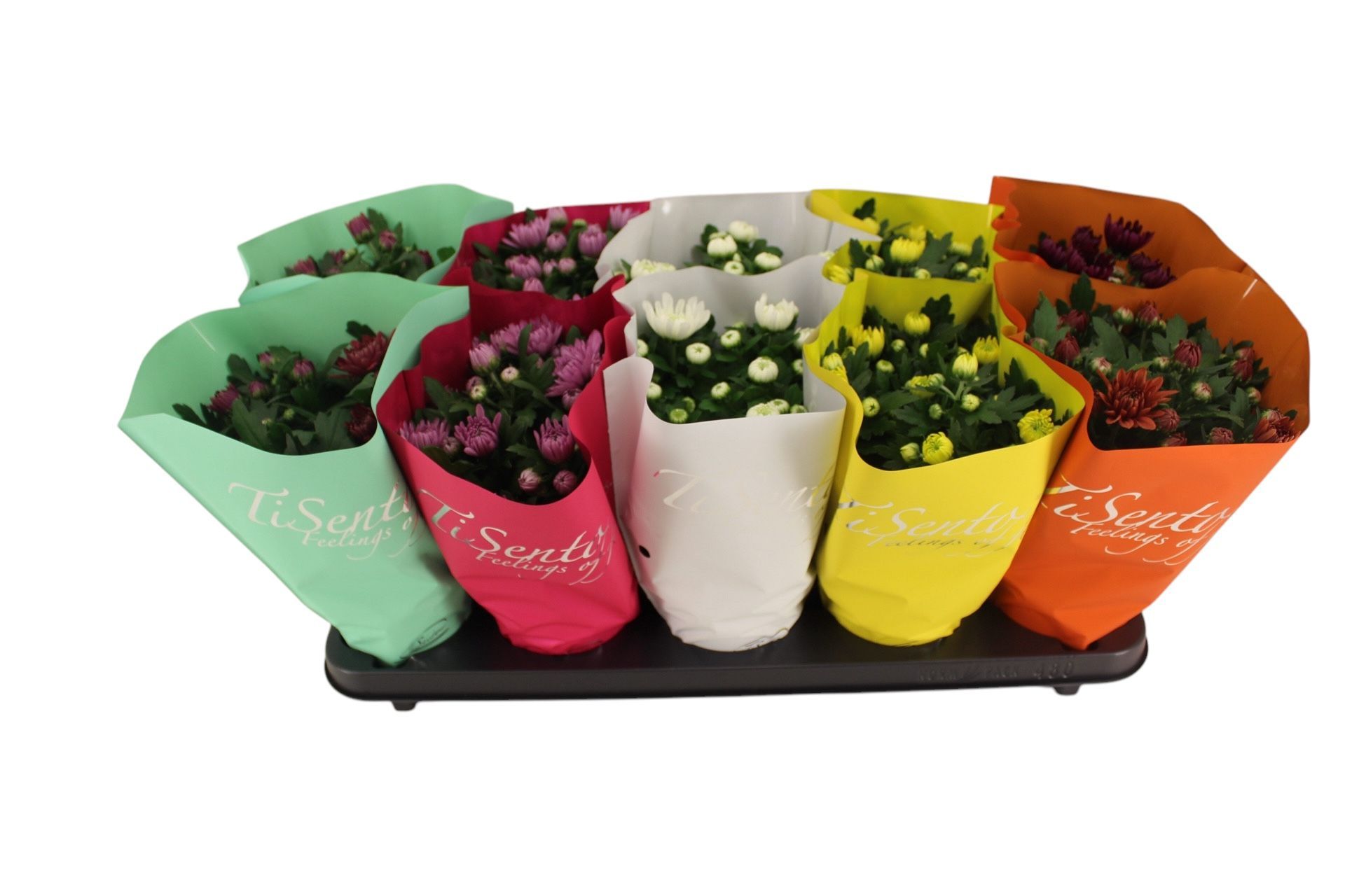 Горшечные цветы и растения оптом Chrys Gevuldbl Gem от 10шт' из Голландии с доставкой по России