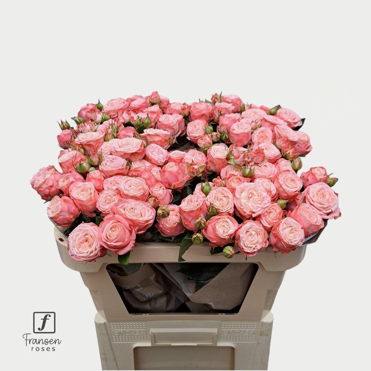 Срезанные цветы оптом Rosa spray first date от 25шт из Голландии с доставкой по России