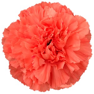 Срезанные цветы оптом Dianthus st gobi от 240шт из Голландии с доставкой по России