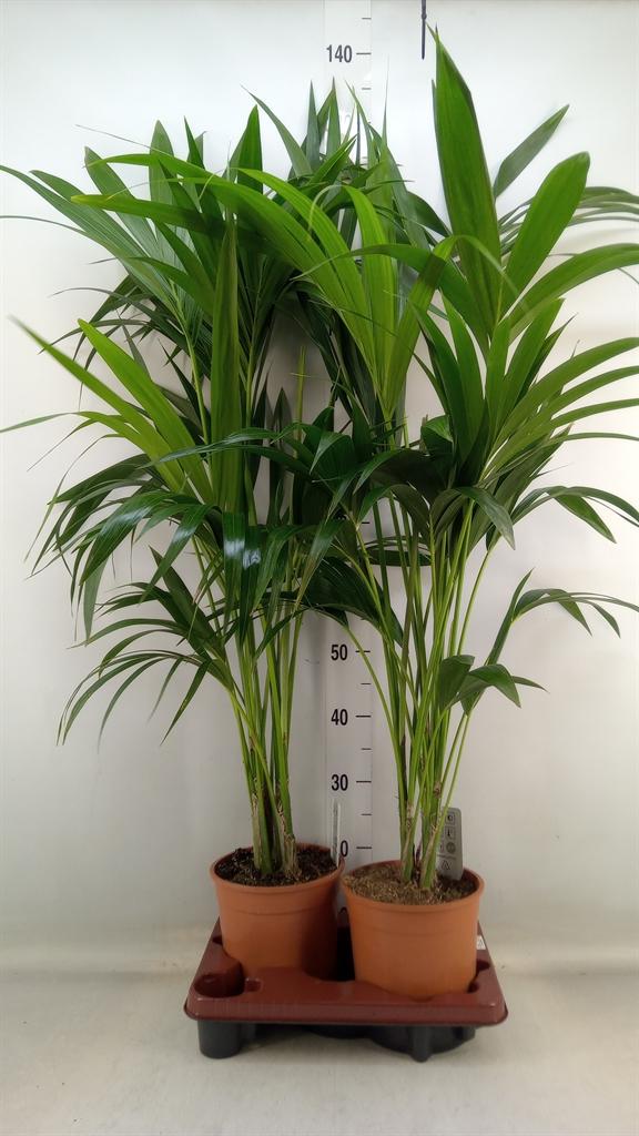 Горшечные цветы и растения оптом Howea Forsteriana от 2шт из Голландии с доставкой по России