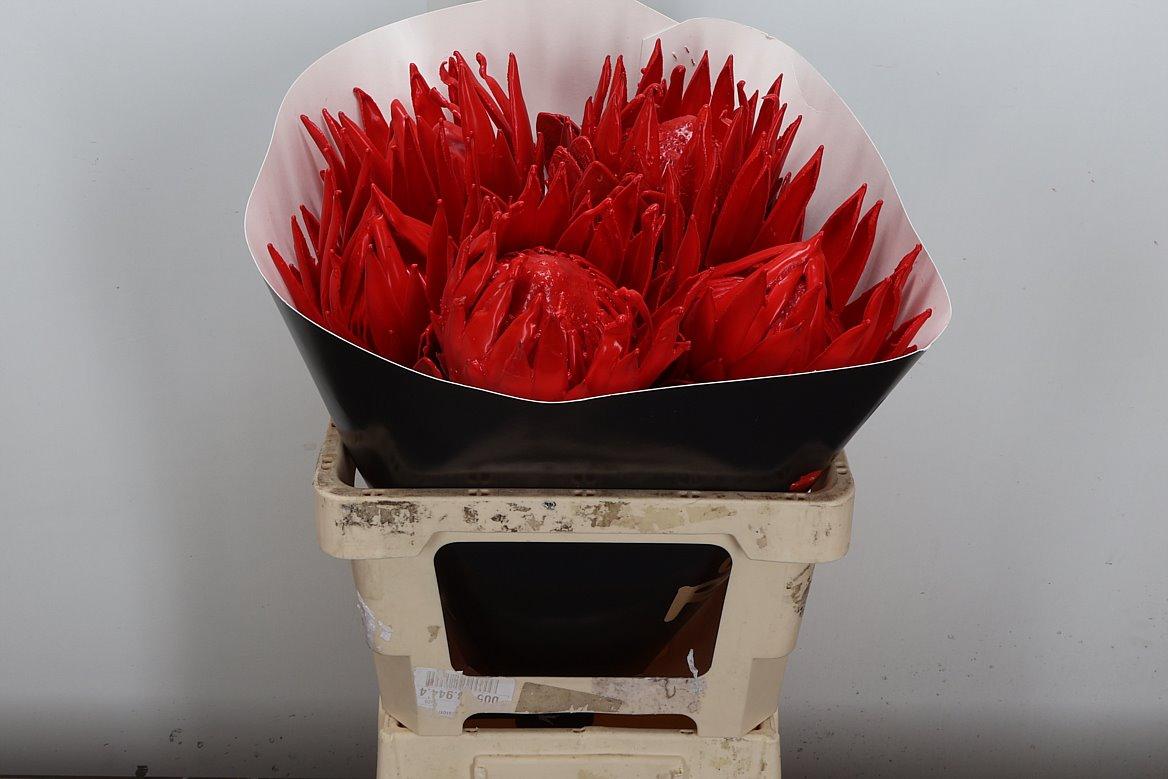 Срезанные цветы оптом Protea wax red от 5шт из Голландии с доставкой по России