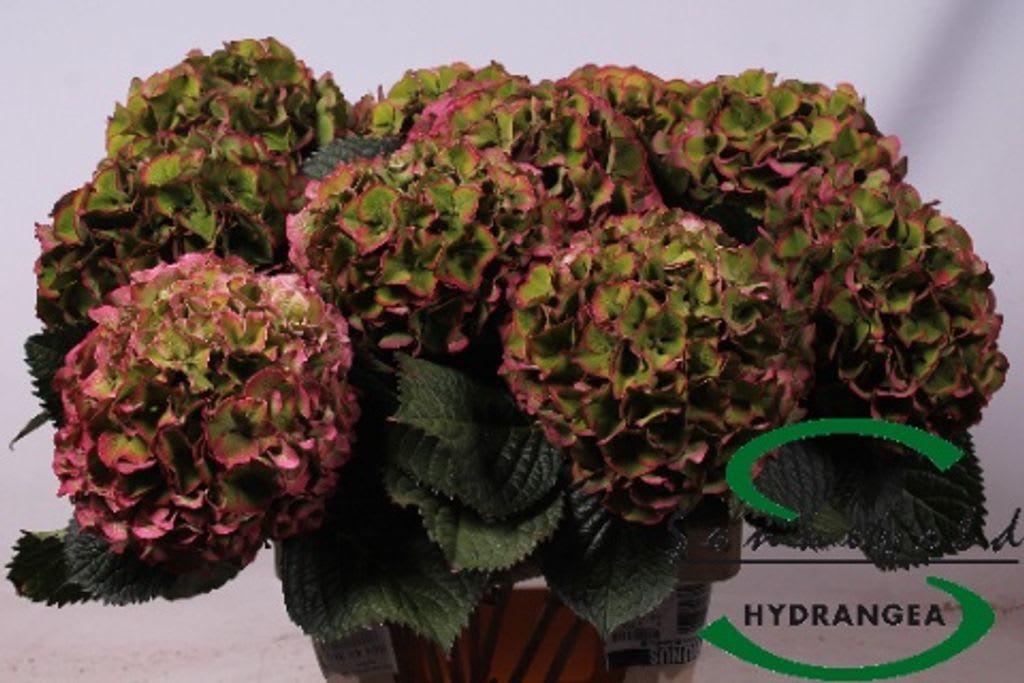 Срезанные цветы оптом Hydrangea vuurbaak от 10шт из Голландии с доставкой по России