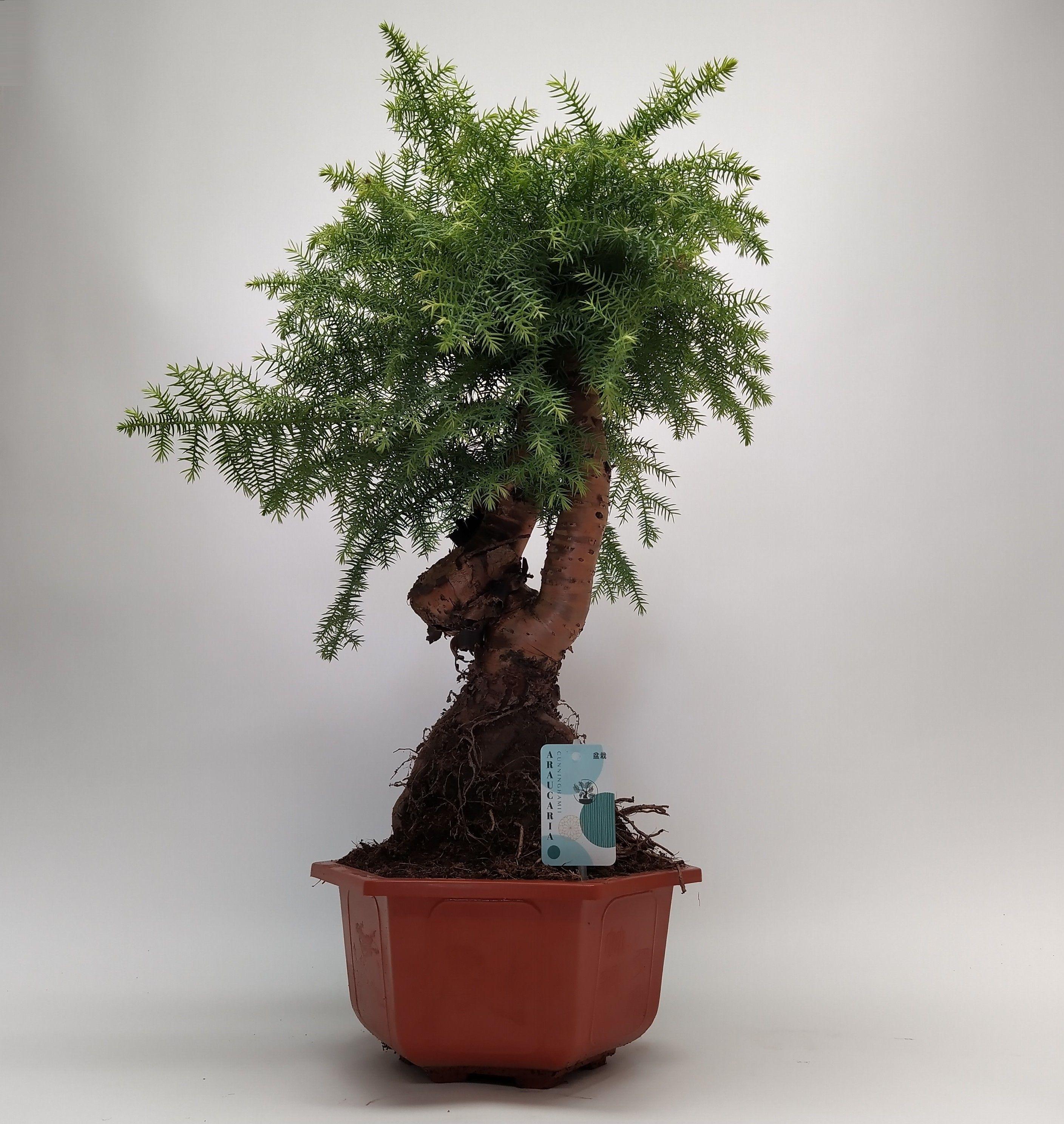 Горшечные цветы и растения оптом Araucaria Cunninghamii Bonsai In Hexagon от 1шт из Голландии с доставкой по России